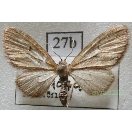 Eupithecia tripunctaria Herrich-Schäffer, 1852 Czech27d
